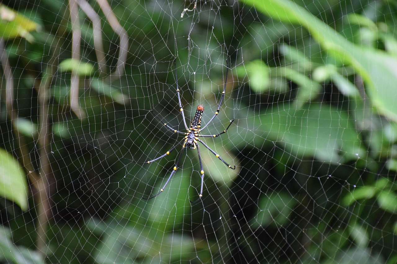 A camping hammock with bug net and rainfly set up between two trees in a lush green forest