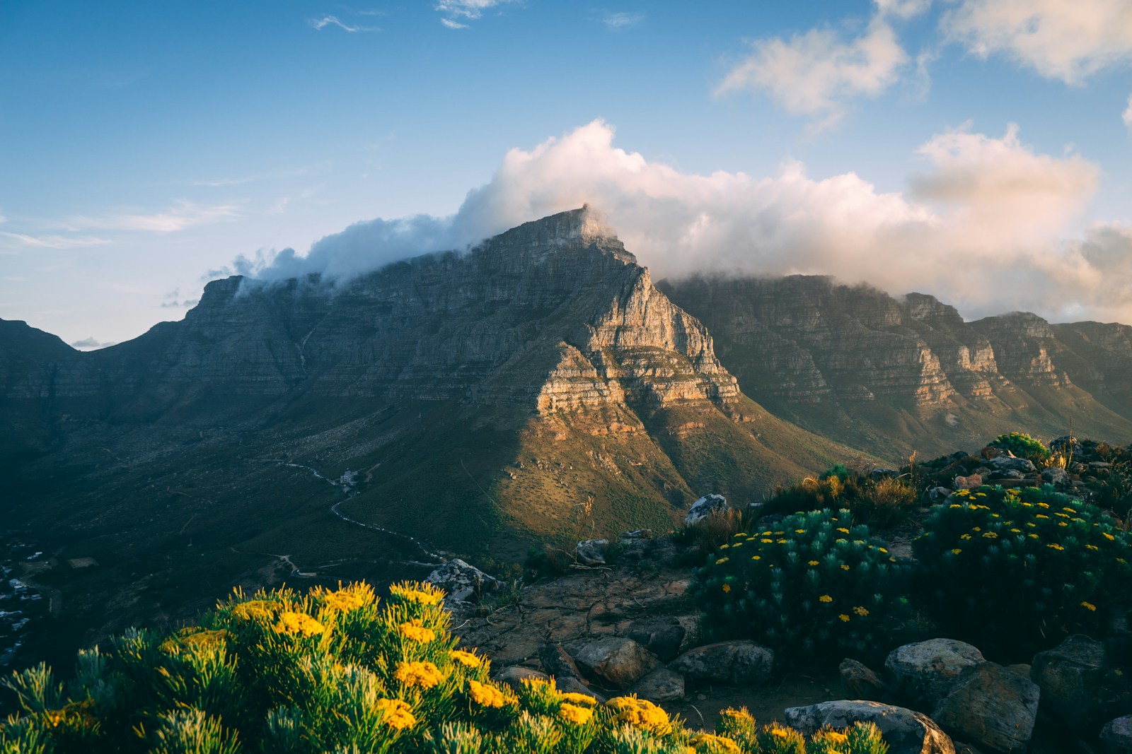 Wildflowers in bloom during spring at West Coast National Park near Cape Town