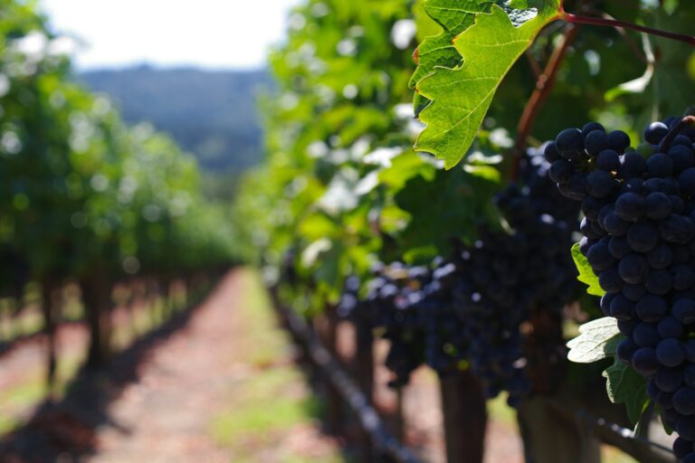 Top Wine Region Destinations for Luxury Travelers: Expert Curated Picks