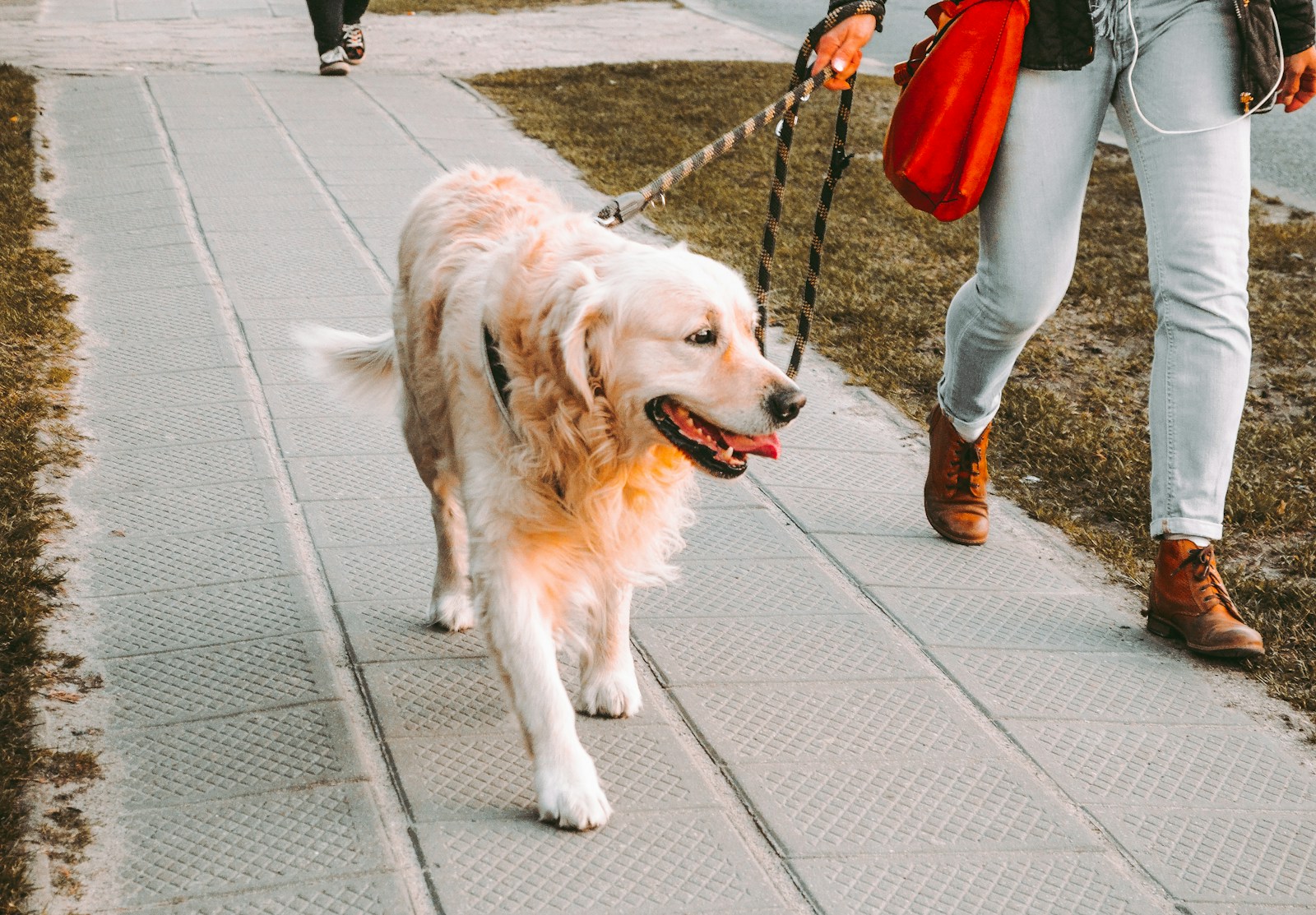 A person house sitting walking a dog through a quiet suburban neighborhood