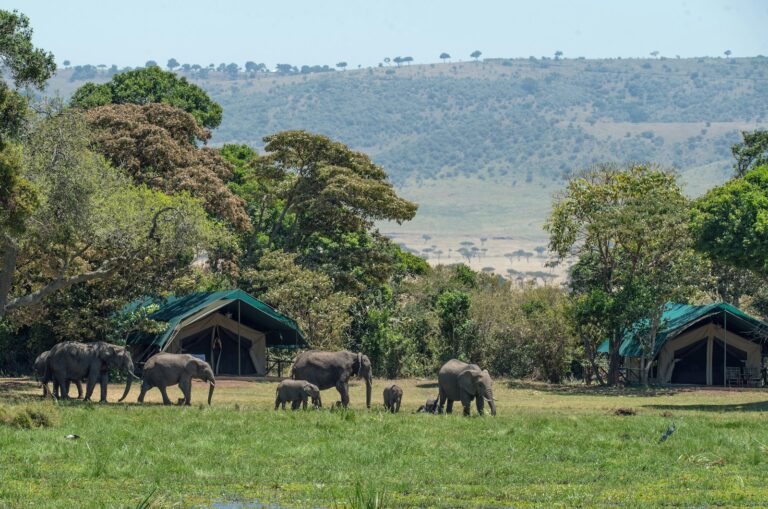 Best Safaris That Combine Luxury and Adventure in Africa