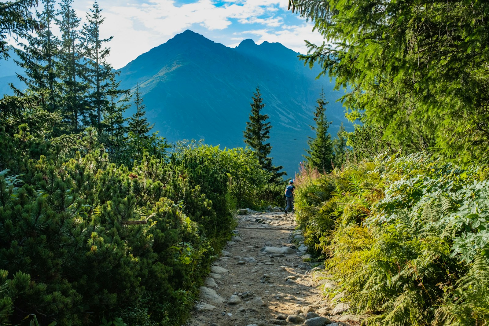 Person hiking on a dirt trail through a Costa Rica cloud forest with a backpack